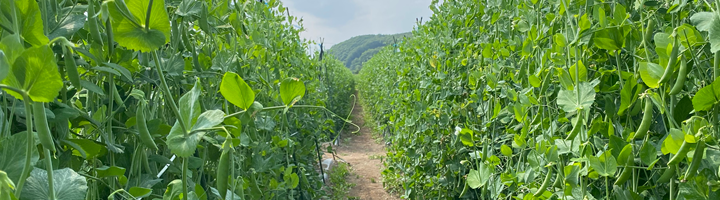 畑レポート①（祐基） (1)　アイキャッチ